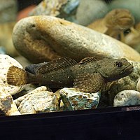カジカ 魚 Wikipedia