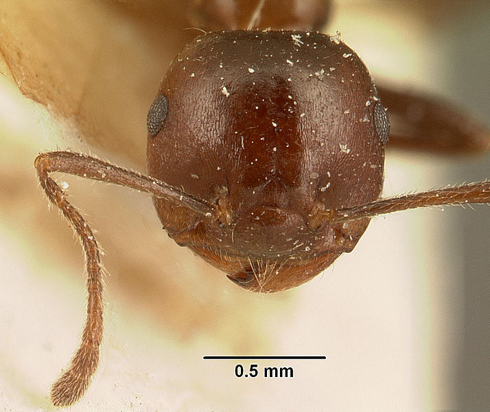 File:Crematogaster descarpentriesi casent0101168 head 1.jpg