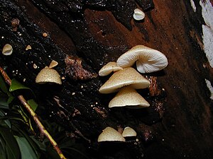 Crepidotus mollis (Schaeff.) Staude 459.jpg