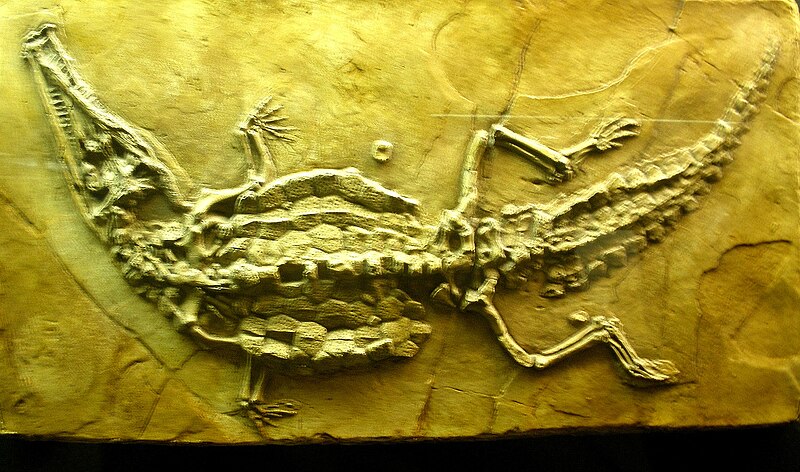 File:Crocodilaemus robustus.JPG