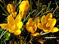 Crocus chrysanthus 'Saturnus'