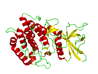 Cartoon diagram of the Human vaccinia-related kinase protein PDB entry 6bru Crystal Structure of the Human vaccinia-related kinase.png