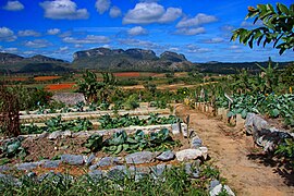 Potager de Viñales (Cuba).