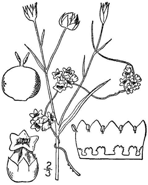 File:Cuscuta epilinum BB-1913-1.png