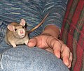 Cute Rat.jpg