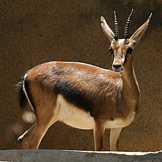 <span class="mw-page-title-main">Cuvier's gazelle</span> Species of mammal