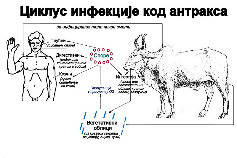 File:Cycle of infection in anthrax.jpg