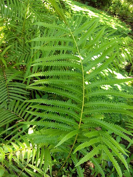 File:Cyclosorus interruptus, swamp shield-fern 4.jpg