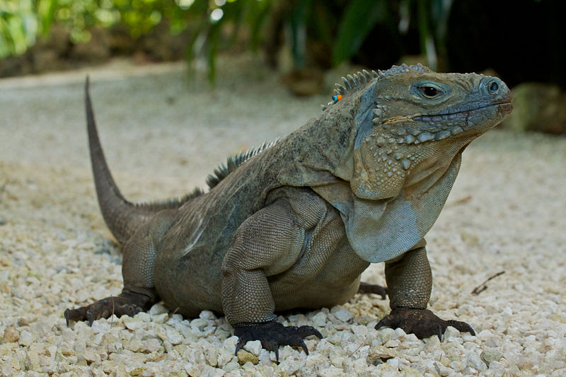 File:Cyclura lewisi -Queen Elizabeth II Botanic Park, Grand Cayman, Cayman Islands-8 (1).jpg