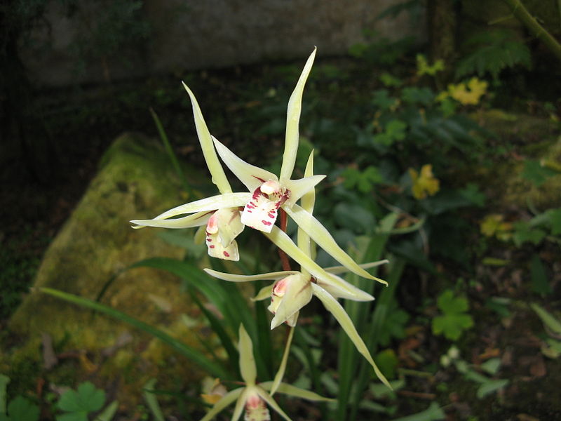 File:Cymbidium kanran2.jpg