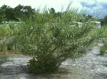 Tập_tin:Cytisus_striatus_1.jpg