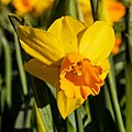 * Nomination Daffodils in the Vorpark in Dülmen, North Rhine-Westphalia, Germany --XRay 04:46, 10 April 2021 (UTC) * Promotion  Support Good quality -- Johann Jaritz 04:51, 10 April 2021 (UTC)