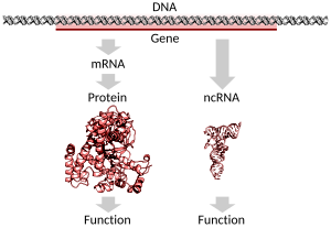 Gene: História, Base molecular, Estrutura e função