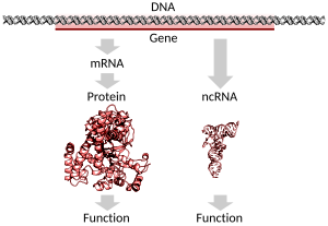 Um gene codificador de proteína no DNA sendo transcrito e traduzido para uma proteína funcional ou um gene não codificador de proteína sendo transcrito para um RNA funcional