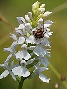 Dactylorhiza maculata subsp. transsilvanica