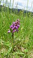 Dactylorhiza majalis Germany - Schonach