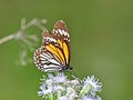 Danaus melanippus 176900779.jpg