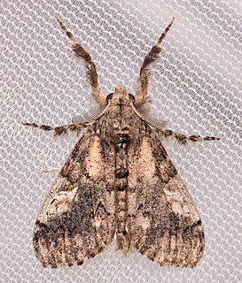 <i>Dasychira plagiata</i> Species of moth