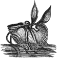 Um espécime fêmea de A. argo em uma ilustração do ano de 1833, com seus tentáculos como velas e sua concha como barco.