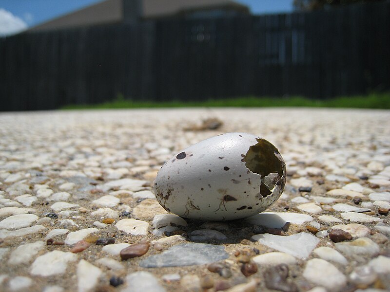 File:Dead Killdeer Hatchling TX 2.jpg