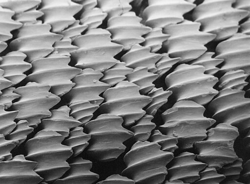 Denticules cutanes du requin citron Negaprion brevirostris vus au microscope electronique a balayage