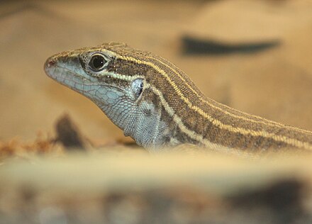 Desert grassland whiptail lizard