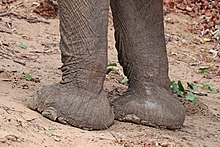 Desert elephant (Loxodonta africana) feet.jpg