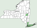 Desmodium laevigatum NY-dist-map.png