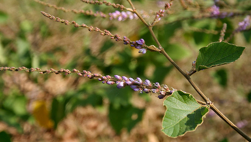 File:Desmodium velutinum W IMG 3127.jpg