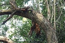 Mrtvý dhoul, zabitý levhartem, je zaklesnutý ve větvích stromu.