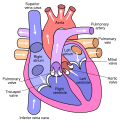 Thumbnail for File:Diagram of the human heart.svg