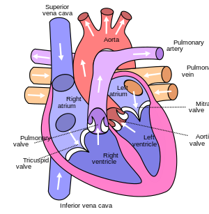 Diagram of the human heart.svg