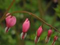 Dicentra spectabilis (Bleeding heart)