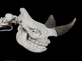 Crâne d'un rhinocéros noir à la Galerie de paléontologie et d'anatomie comparée (Muséum national d'histoire naturelle, Paris). (définition réelle 3 034 × 2 250)