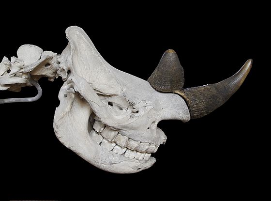 Photograph of a large white animal head with two brownish horns sticking out from its snout.