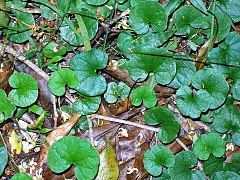 Description de l'image Dichondra repens Eastwood.jpg.