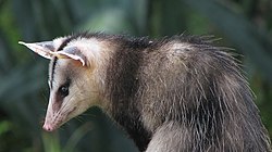 Sunnposa (Didelphis albiventris)