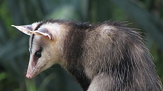 <i>Didelphis</i> Genus of marsupials