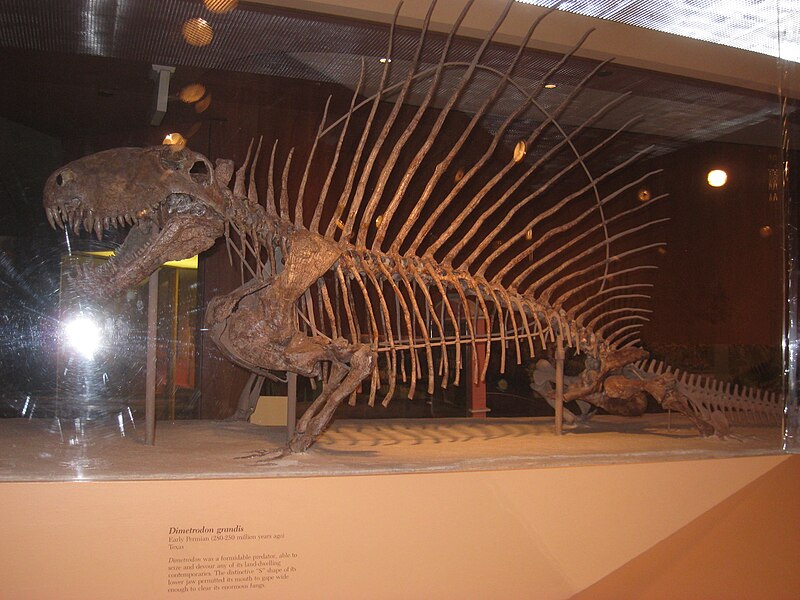 File:Dimetrodon grandis - National Museum of Natural History - IMG 1982.JPG