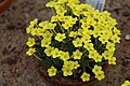 Dionysia tacamahaca GotBot 2015 003.JPG