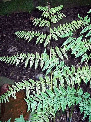 <i>Diplazium australe</i> Species of fern