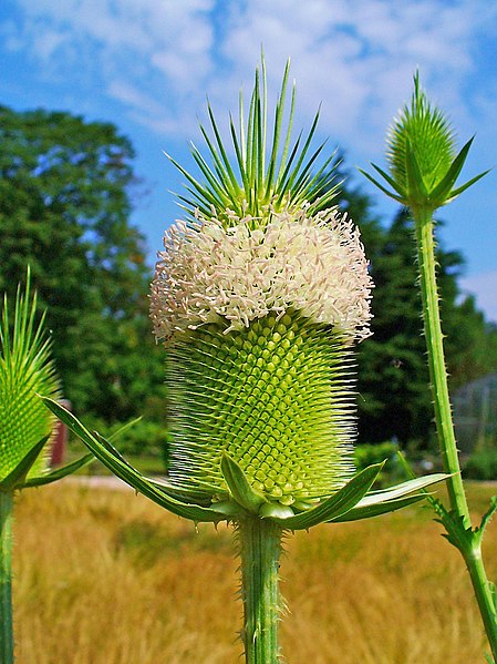 File:Dipsacus sativus 002.JPG