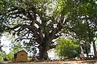 Dipterocarpus alatus is the most beautiful tree on the world ;.jpg