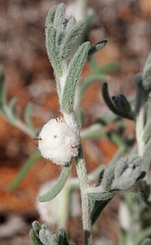 Dissocarpus flowers.jpg