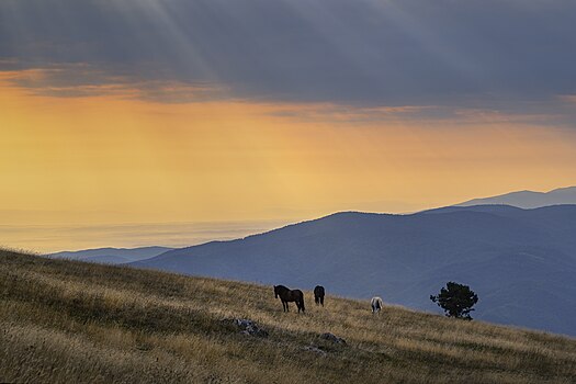 Divlji konji na planini Stolovi, planini u centralnom delu Srbije, nedaleko od Kraljeva, ujedno i zaštićenoj kao predeo izuzetnih odlika. Fotografija je osvojila prvo mesto na foto-konkursu Viki voli Zemlju 2023. — Srbija.
