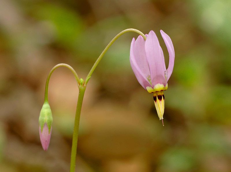 File:Dodecatheon meadia shooting star flower.jpg