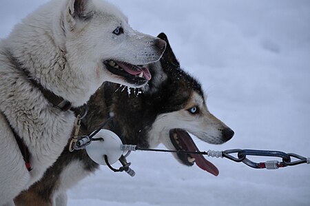 Fail:Dogsledatrest.jpg