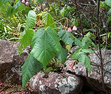 Dombeya elegans DombeyaElegans.JPG