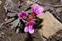 Androsace nivalis (Syn. Douglasia nivalis)