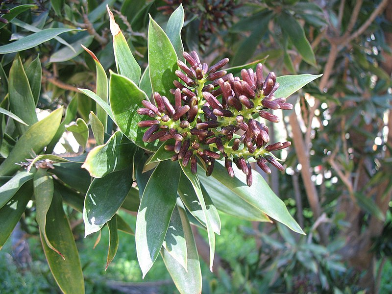 File:Dracaena reflexa2194886667.jpg